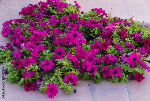 Large bush of petunias with beautiful bright pink flowers