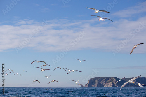 Seagulls over the sea photo
