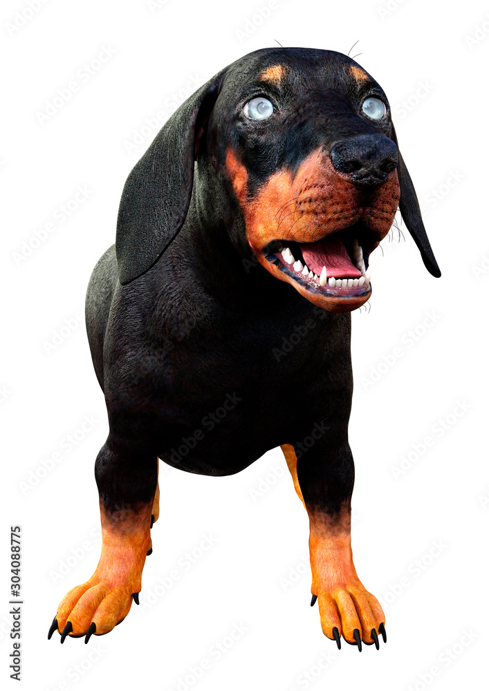 Obraz premium 3D Rendering Dachshound on White