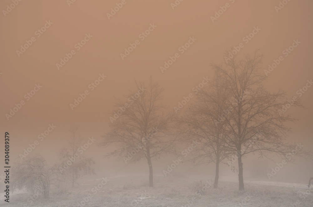 Mysterious winter foggy landscape. Isolated solitary broad leaf trees in fog, gloomy landscape, glaze ice and rime . .