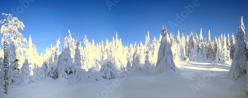 Winter landscape with the snow covered spruce trees,mountain forest,sunshine,clear blue sky.Panoramic image.Suchy Vrch,Czech Republic, January 2019. .