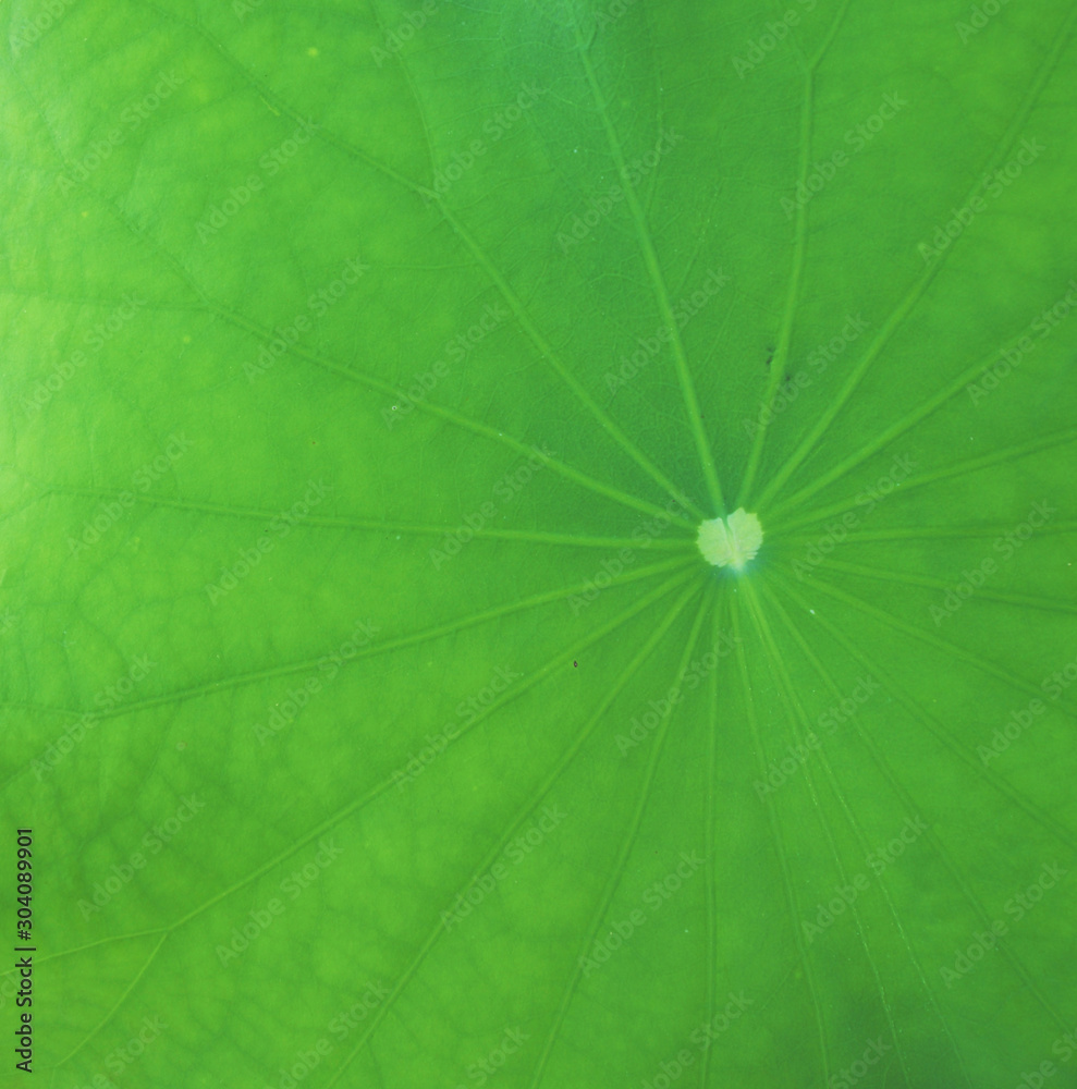 The greed leaf lotus The greed leaf lotus