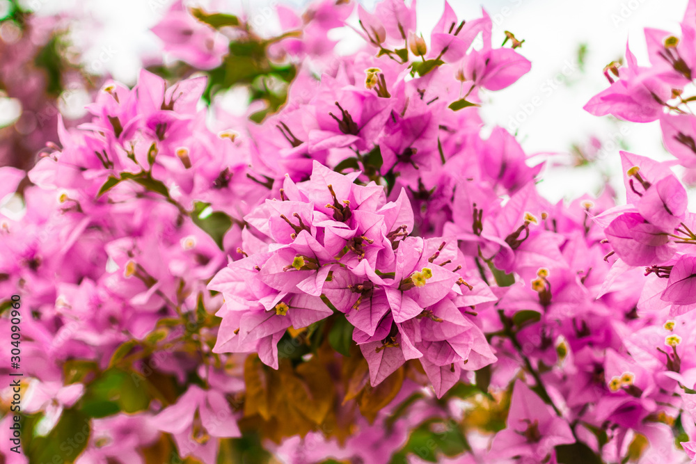 purple bougainvillea flower purple bougainvillea flower