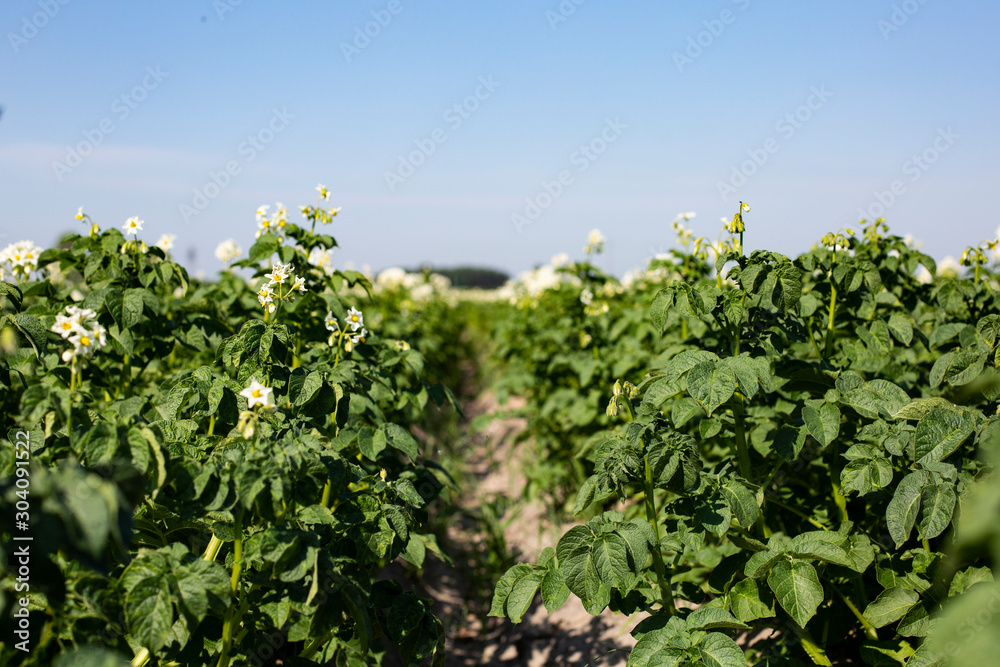 Blooming potato bushes on cultivated field. A farmland on a beautiful sunny day.