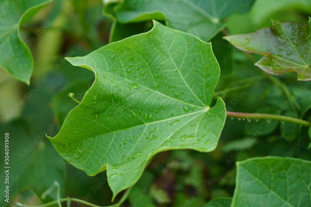 green leaf with drops of water Is a Thai herb green leaf with drops of water Is a Thai herb