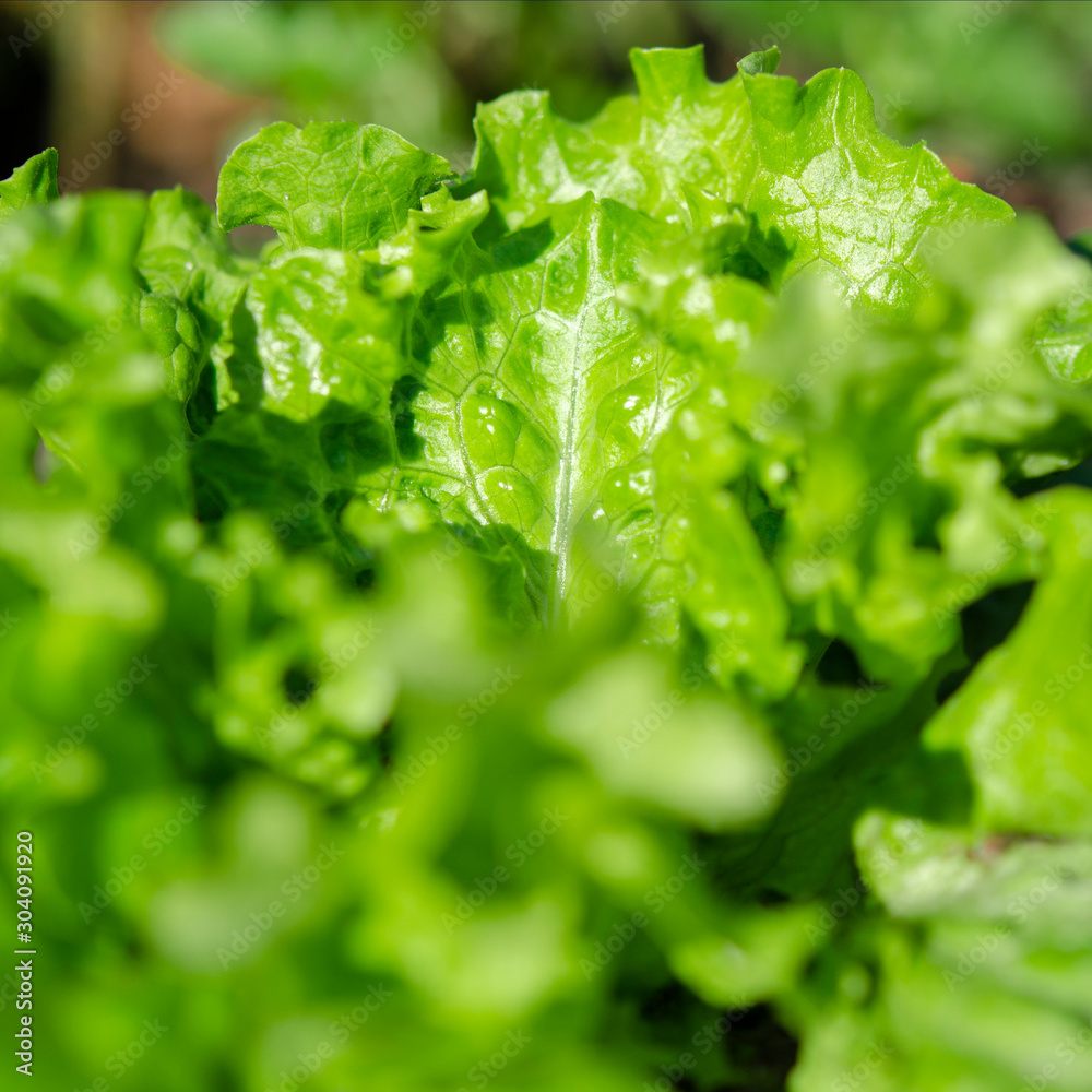 The bush of fresh green salad grows on an open-air bed in the sun The bush of fresh green salad grows on an open-air bed in the sun