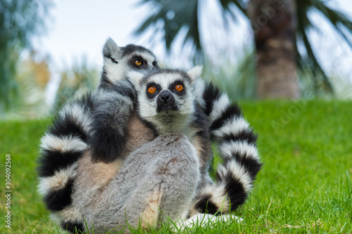 Two Madakascar lemurs closeup (Lemur catta) © olgavisavi