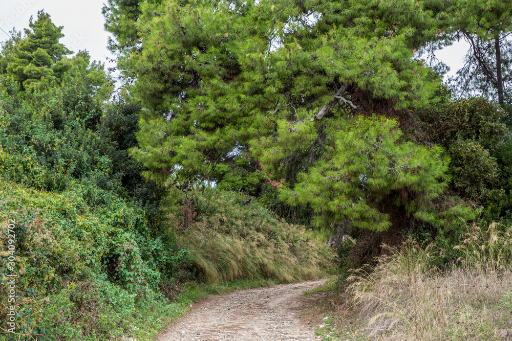 Fototapeta premium Countryside ground road among old huge green trees. Nature of Greece. Horizontal color photography.