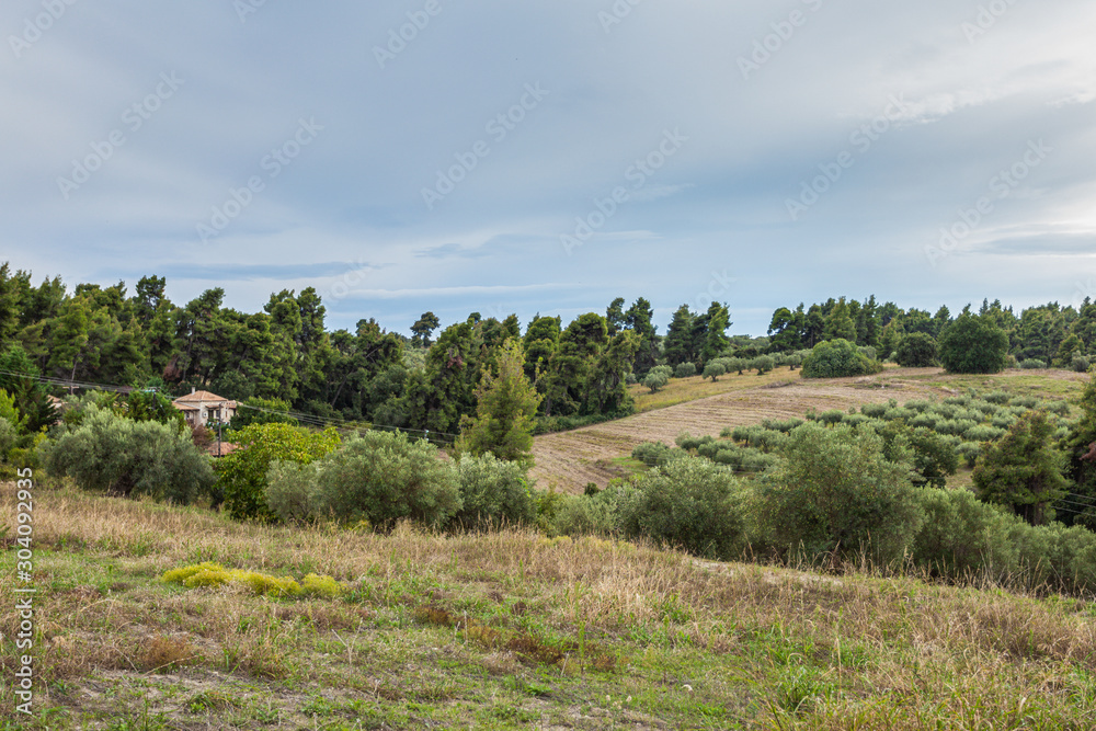 Farmland of Greece. Olive gardens. Scenic amazing rural landscapes with blue sea water and sky in distance. Agriculture and autumn season. Horizontal color photography.