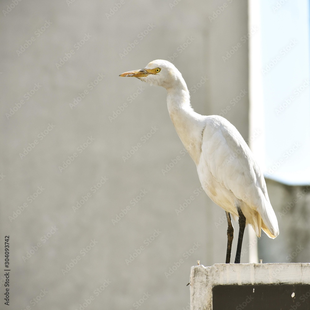 Little Egret