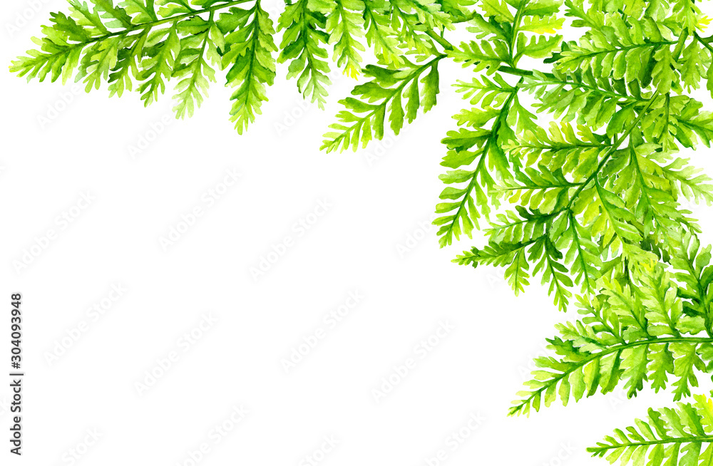 green leaves, fern, botanical painting, watercolor drawing, suitable for wedding invitations, postcards, posters green leaves, fern, botanical painting, watercolor drawing, suitable for wedding invitations, postcards, posters