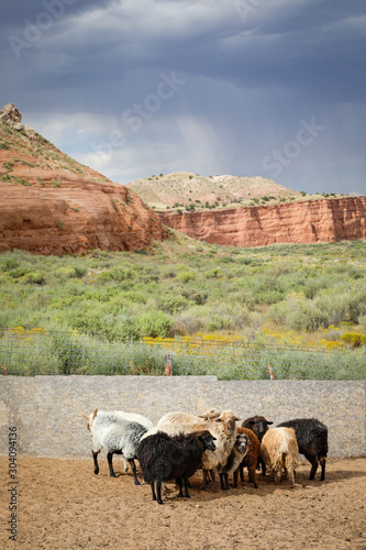 Navajo Churro Sheep grazing photo