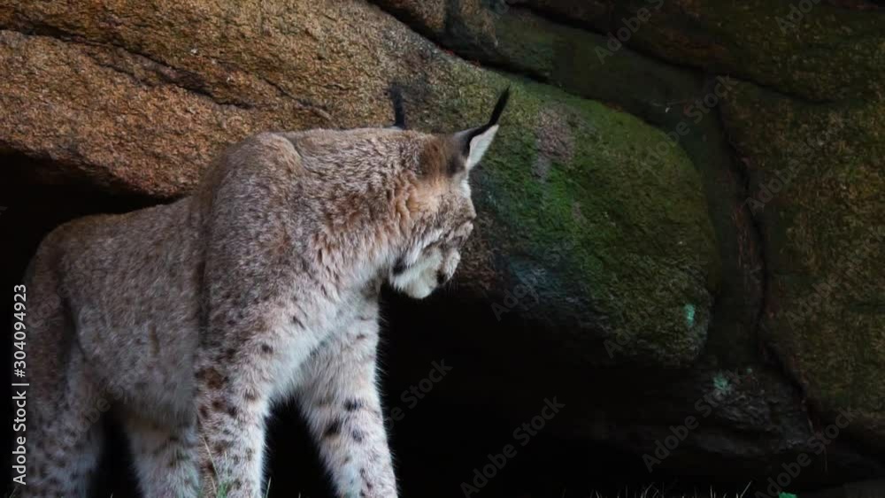 Lynx grooms and walks into a cave Lynx grooms and walks into a cave