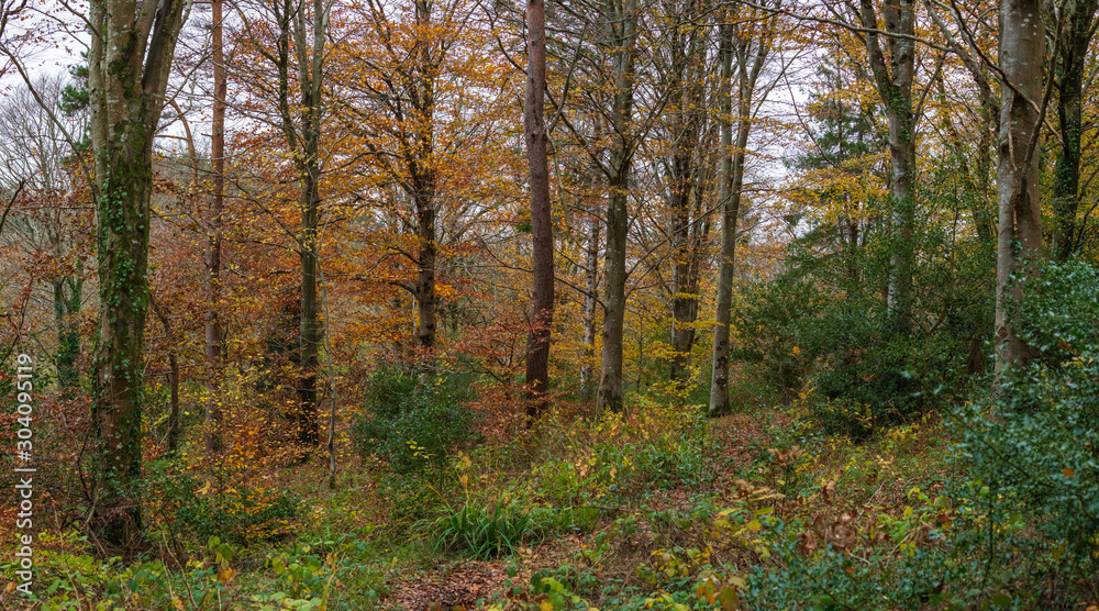 autumnal woodland with beech trees 