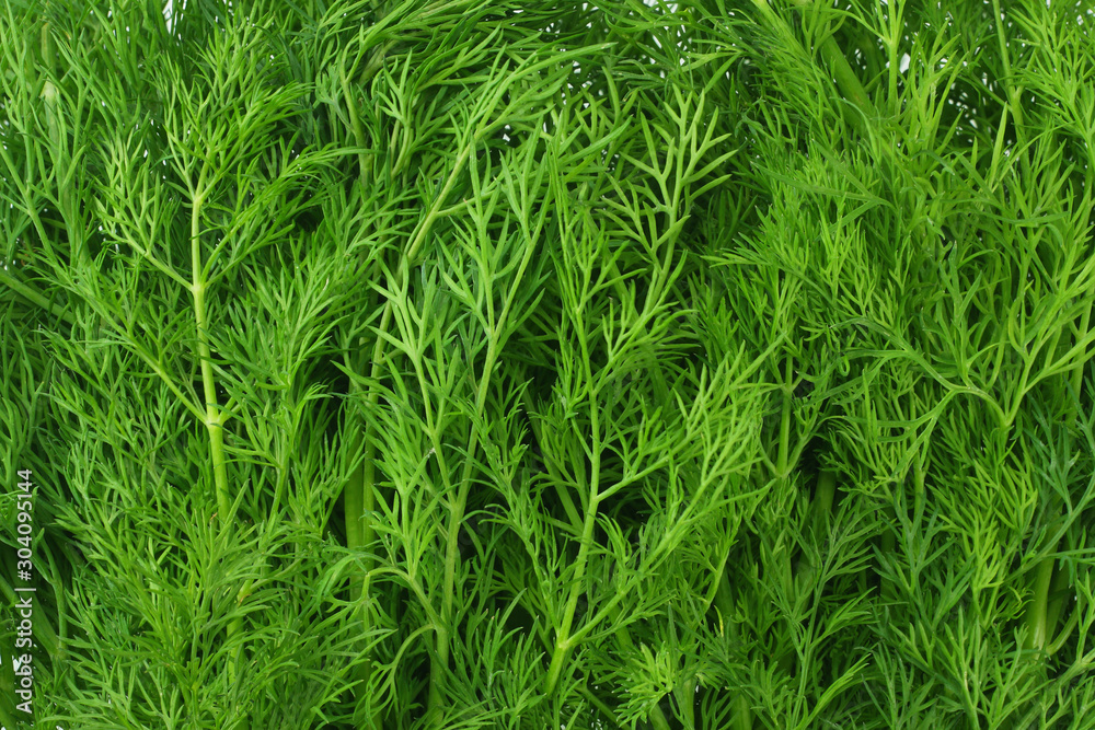 fresh green dill background. fresh green dill texture. top view fresh green dill background. fresh green dill texture. top view