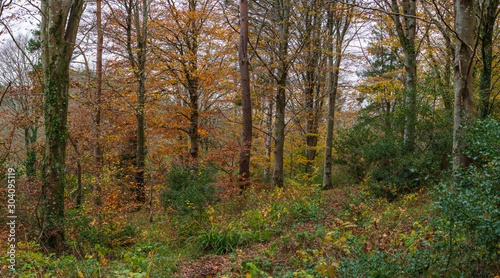 autumnal woodland with beech trees 