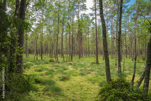 Beautiful pine forest in Lahemaa national park; Estonia