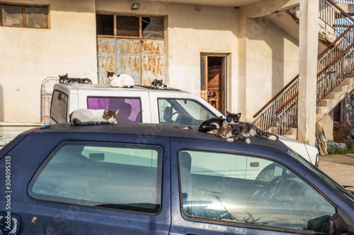 Happy street cats relaxing on roofs of automobiles. Horizontal color photography.