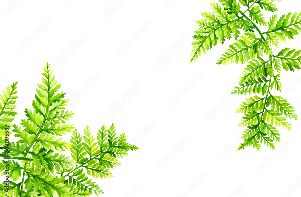 green leaves, fern, botanical painting, watercolor drawing, suitable for wedding invitations, postcards, posters green leaves, fern, botanical painting, watercolor drawing, suitable for wedding invitations, postcards, posters