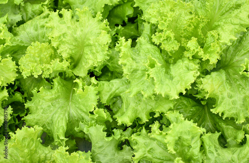 Selective focus close up of green lettuce in organic farm.