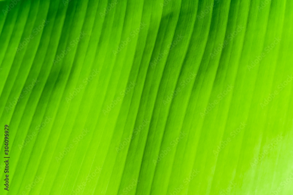 The texture and folds of the leaf of a banana palm. Green natural background.