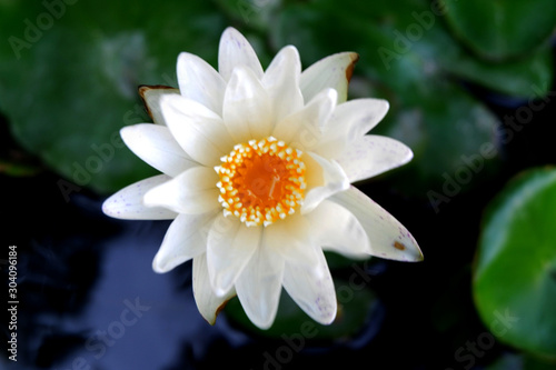 Nymphaea , beautiful white waterlily or lotus flower in pond with nature background.