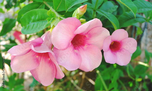 Allamanda blanchetii , Purple Allamanda. Scientific name is  Allamanda blanchetii A. DC. , Allamanda violacea Gardn. Blooming in the morning.
