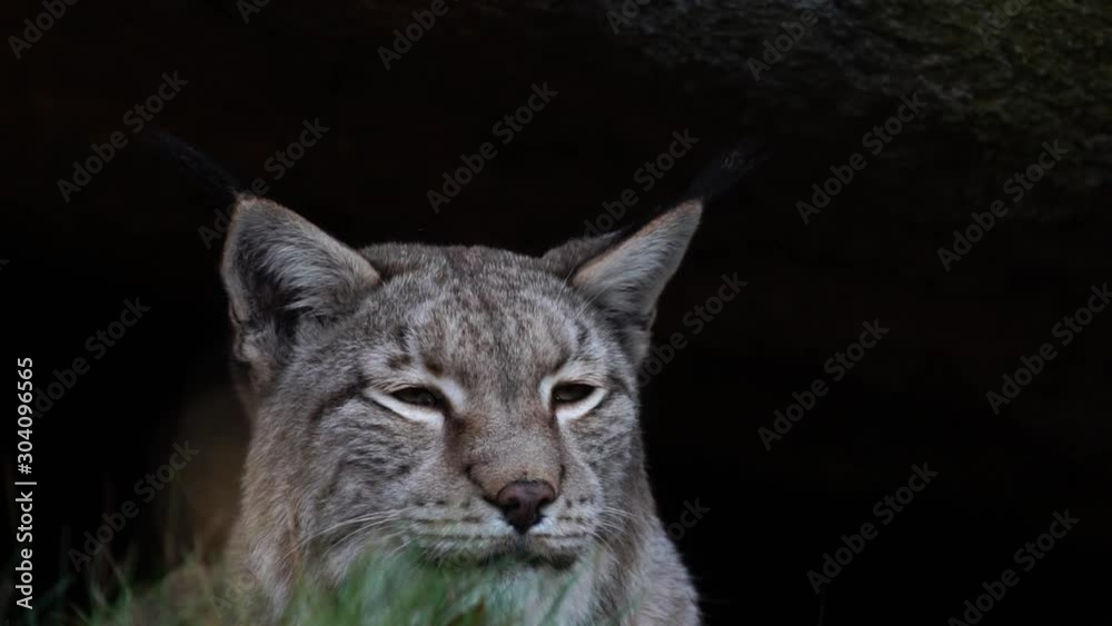 Lynx laying in grass in front of a cave looking around. Lynx laying in grass in front of a cave looking around.
