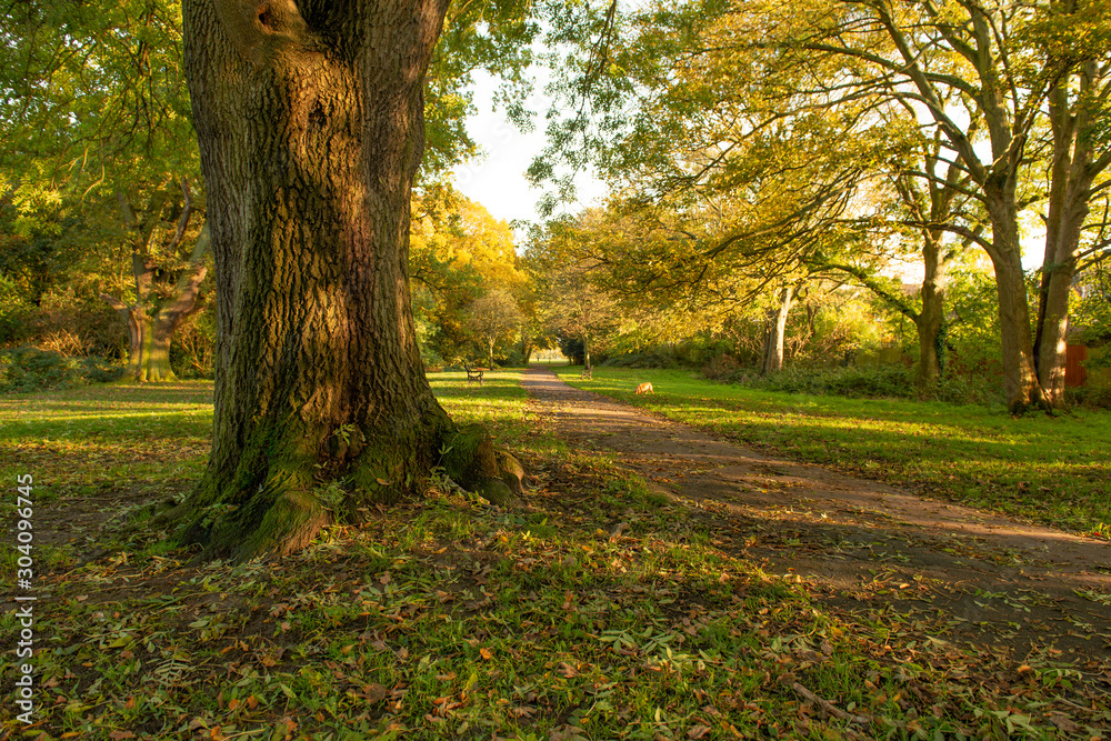 Autumn park woodland Autumn park woodland