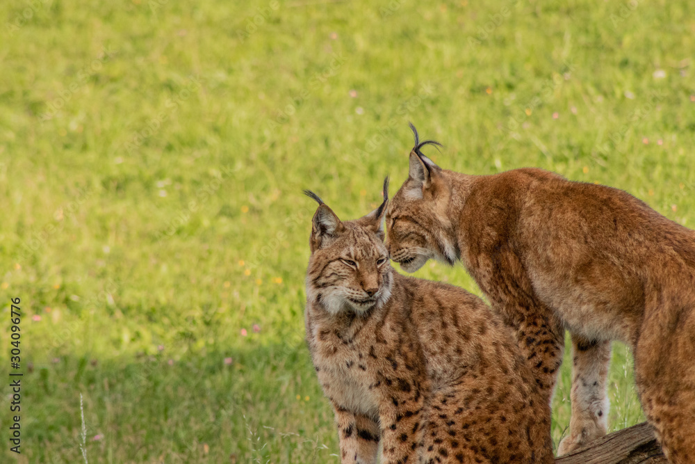 Fototapeta premium boreal lynx resting in its territory
