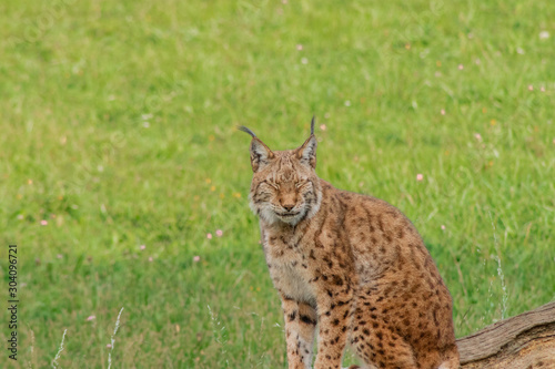 boreal lynx resting in its territory