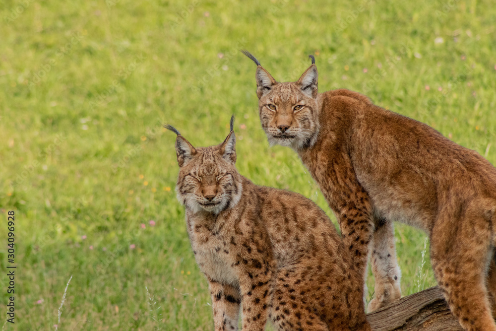 Fototapeta premium boreal lynx resting in its territory
