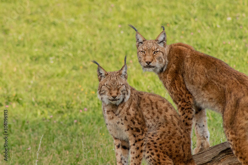 boreal lynx resting in its territory