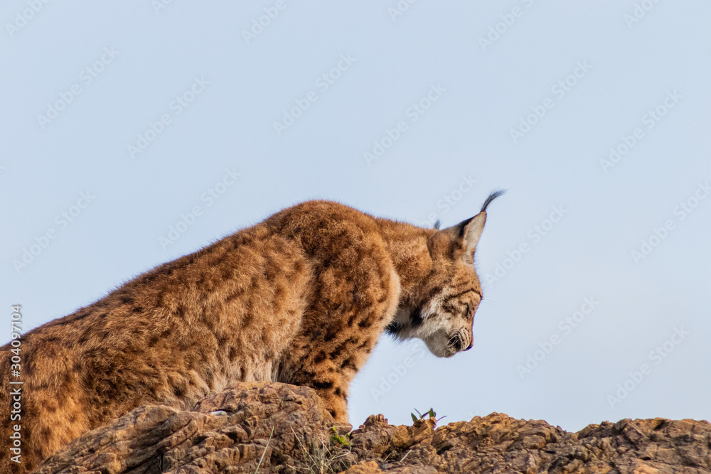 Obraz premium boreal lynx resting in its territory