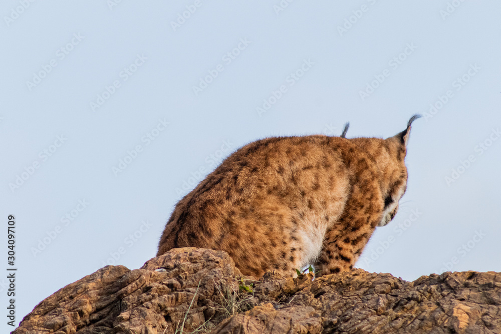 Fototapeta premium boreal lynx resting in its territory