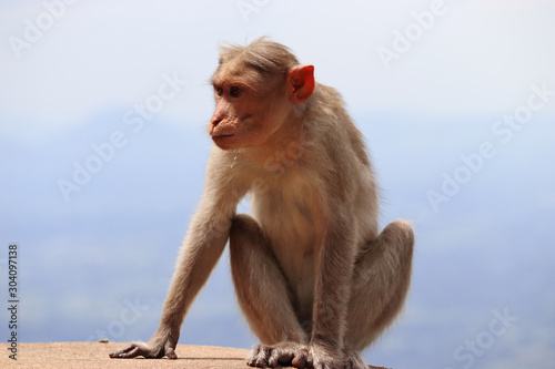 Monkey sitting in a hillstation yelagiri India © Keerthi