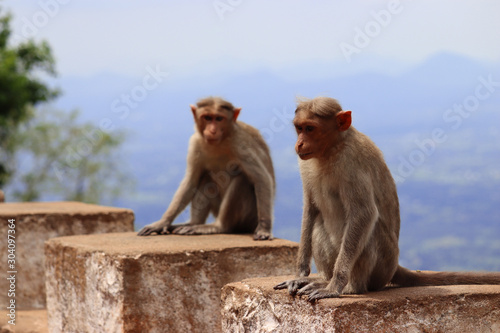 Monkey sitting in a hillstation yelagiri India © Keerthi
