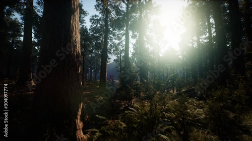 Sequoia National Park under the fog mist clouds fantasy. Sequoia Redwood Forest