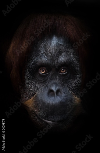 gaze of a sage. intellectual face of an orangutan with an ironic look and a half smile, dark background. Isolated black background.