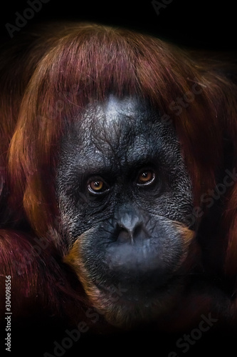 intellectual face of an orangutan with an ironic look and a half smile, dark background.