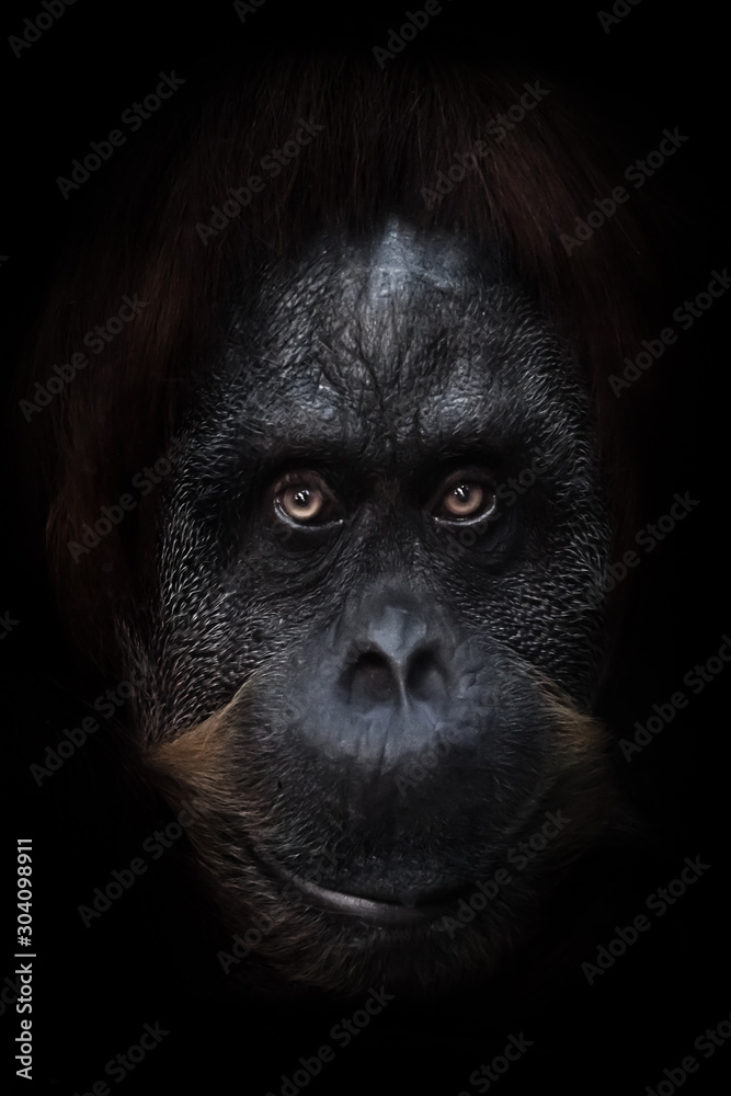 gaze of a sage. intellectual face of an orangutan with an ironic look and a half smile, dark background. Isolated black background.