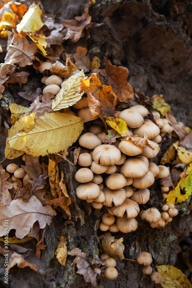 Mushrooms grow near a stump in forest. Golden beautiful autumn. Mushrooms grow near a stump in forest. Golden beautiful autumn.