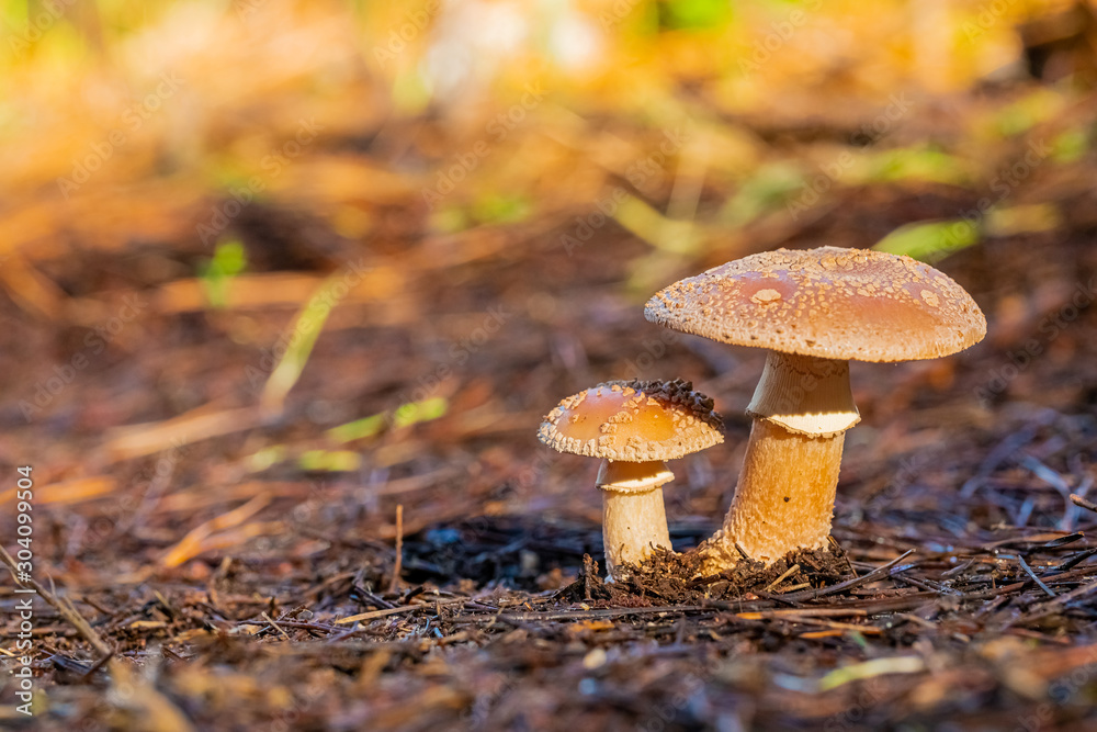 Close-up Mushrooms in a Pine Forest Plantation in Tokai Forest Cape Town Close-up Mushrooms in a Pine Forest Plantation in Tokai Forest Cape Town