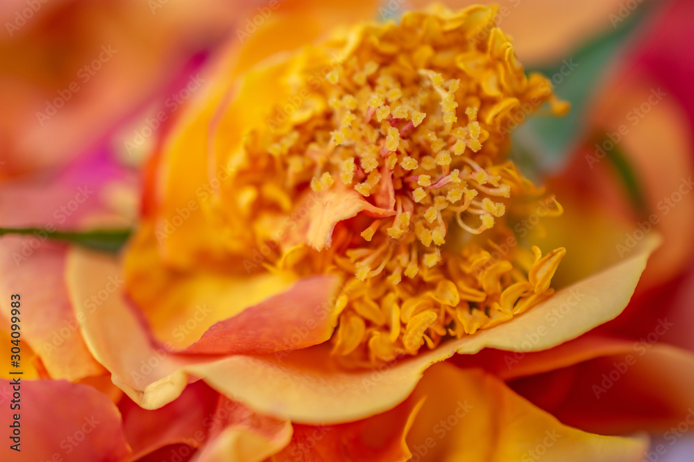 Macro center of rose pollen