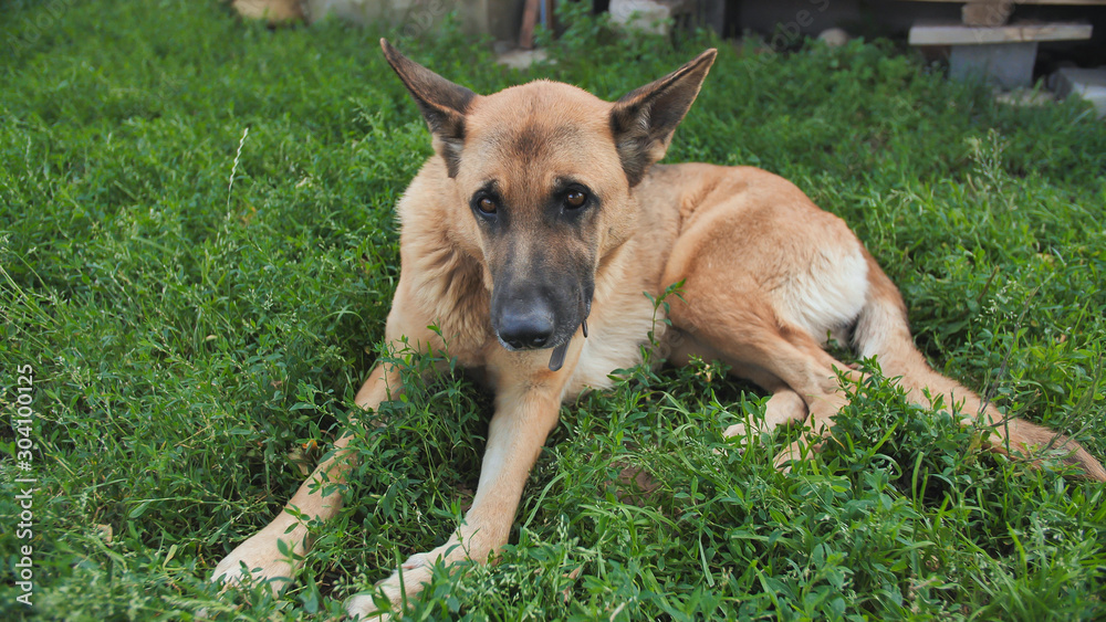 German shepherd lies on the grass. German shepherd lies on the grass.