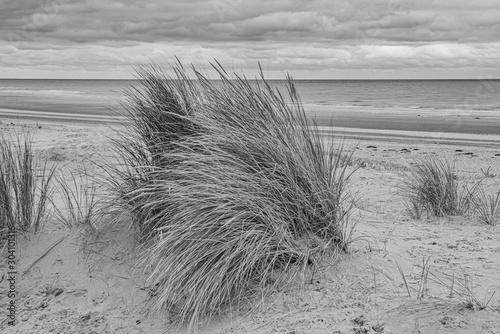 Sand grass