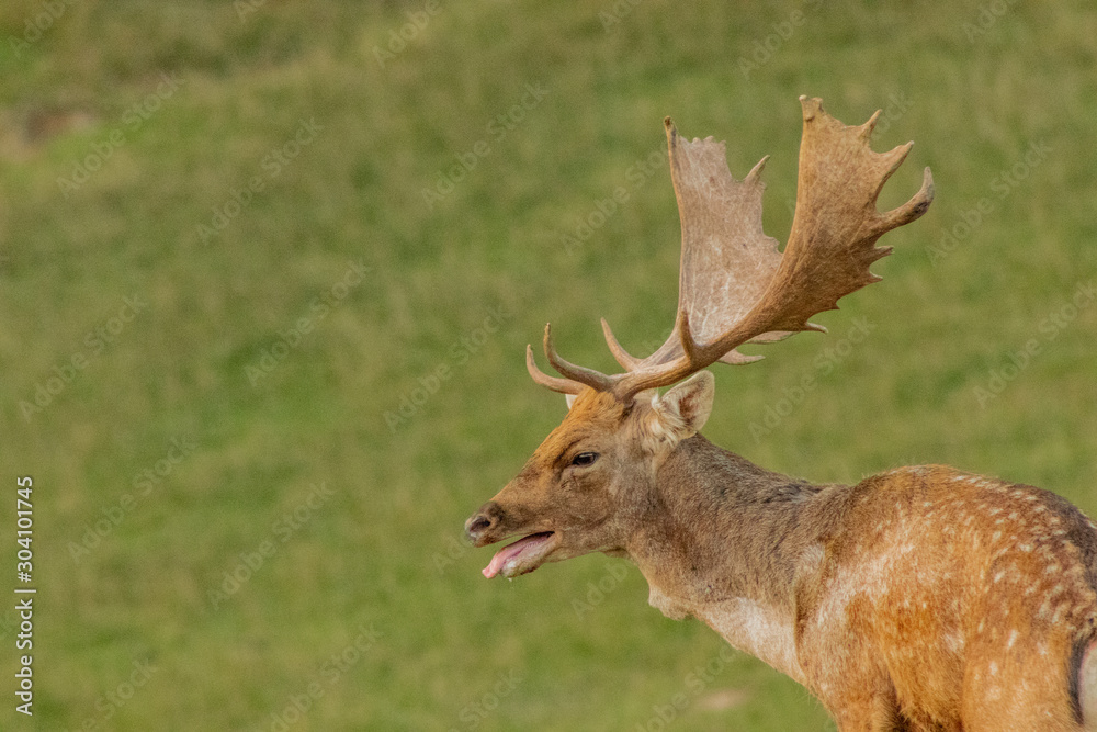 fallow deer grazing in a green meadow fallow deer grazing in a green meadow