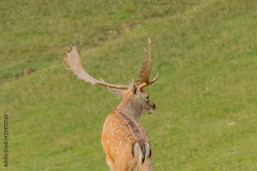 Fototapeta Naklejka Na Ścianę i Meble -  fallow deer grazing in a green meadow