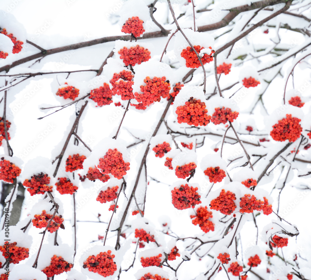 Rowan berries covered snow. Red ripe rowan berries in the winter park
