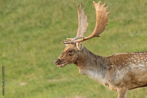 fallow deer grazing in a green meadow